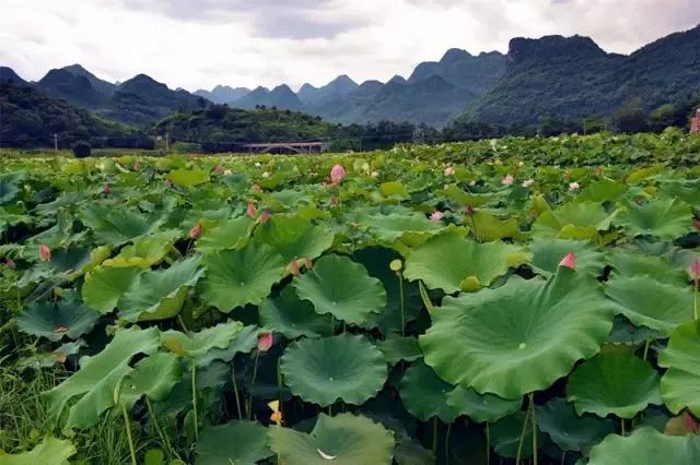 广东省的荷花种植胜地，探寻荷花繁盛之地