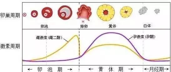 上个月17号月经来临，生理周期中的观察与理解