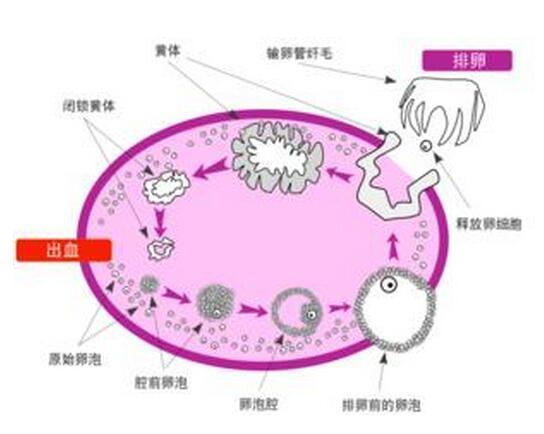 上月遗留卵泡未排，生理机制与潜在影响探讨