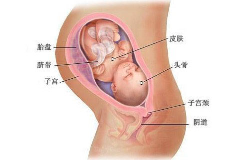 孕期三个月是多少周，深入了解孕期的时间线