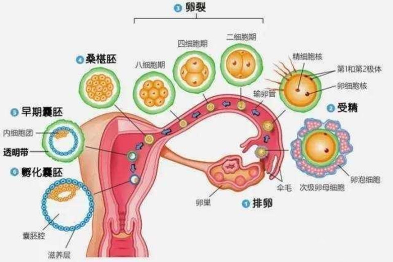 卵细胞一个月排多少，深入了解女性生理周期中的排卵机制