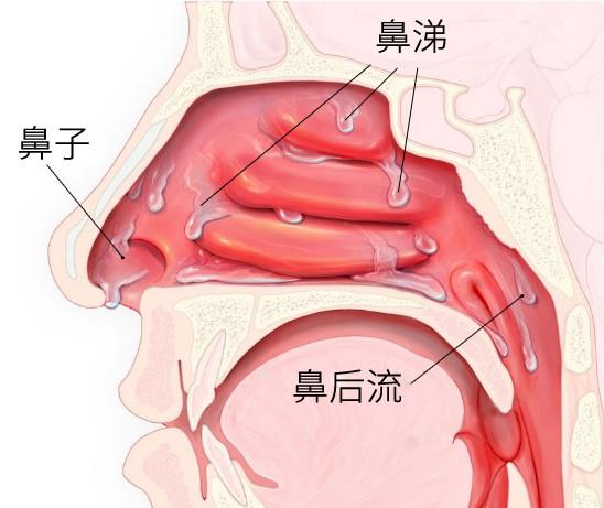 关于七个月宝宝鼻子呼噜呼噜的探讨