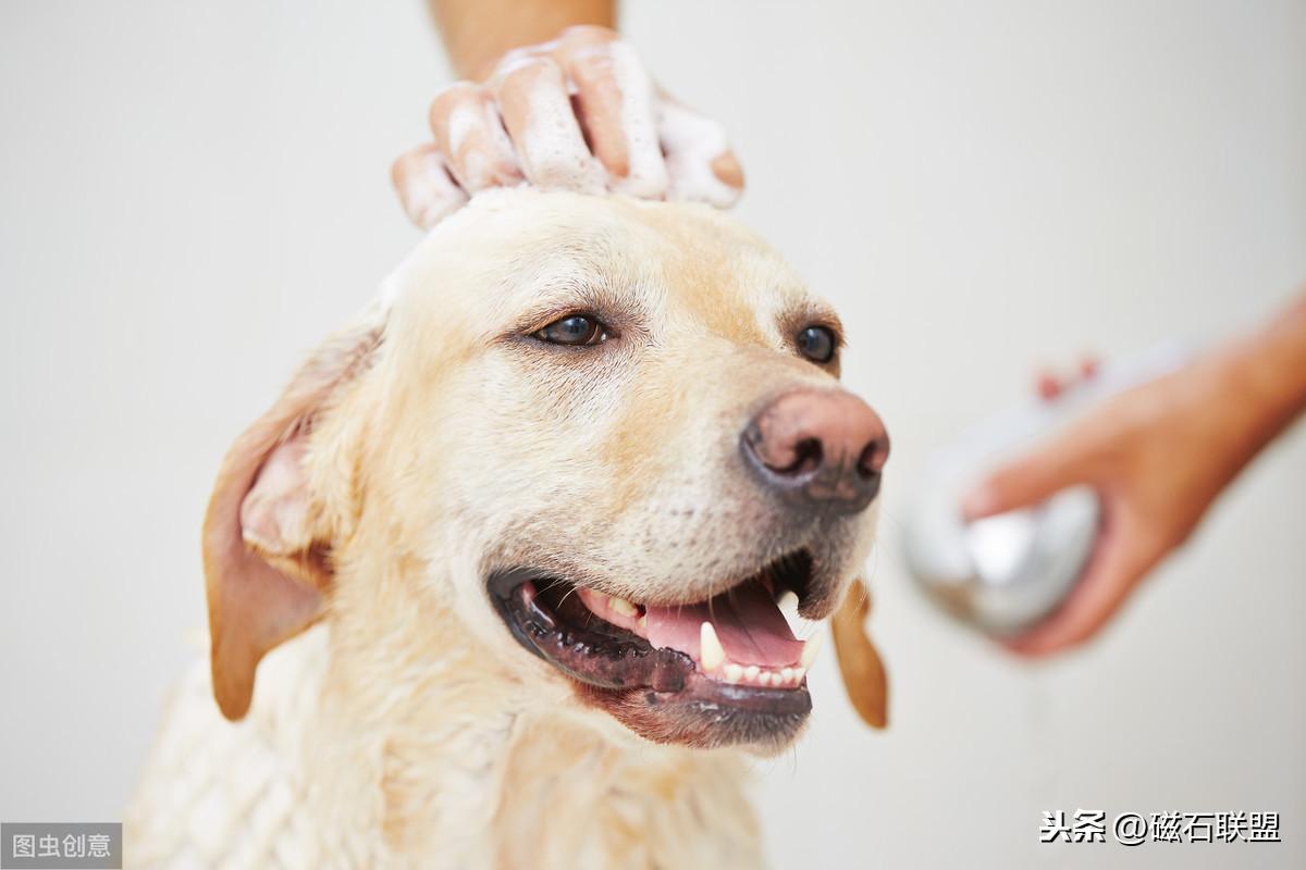 狗狗三个月可以洗澡吗？——新手养犬指南