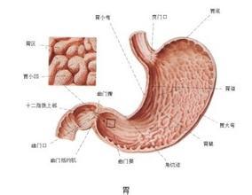 胃穿孔一个月，疾病、治疗与康复之路