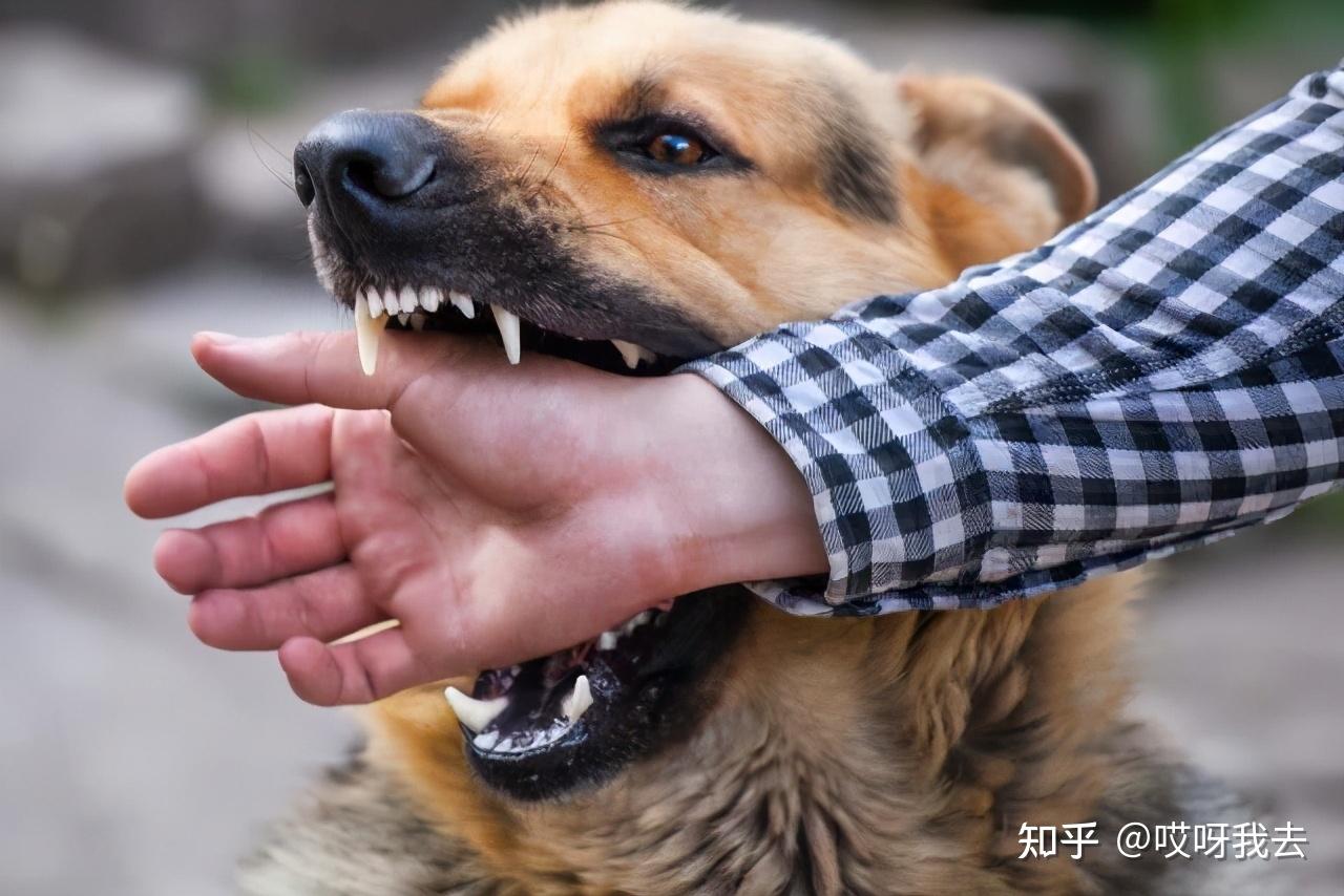 两个月小狗会得狂犬病吗？关于狂犬病的深度解析