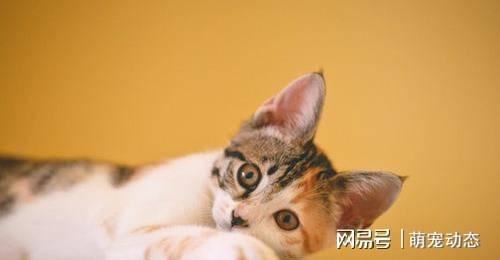 两个月小猫的养护指南，掌握关键技巧，为你的宠物开启健康新生活