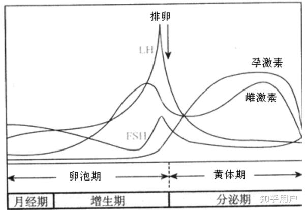 毓婷使用后的生理变化，探讨第二个月经期推迟现象