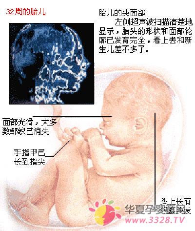 孕期八个月胎儿的发育状况与成长大小