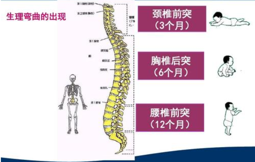 婴儿脊椎发展，两个月大的关键阶段与脊椎图解析