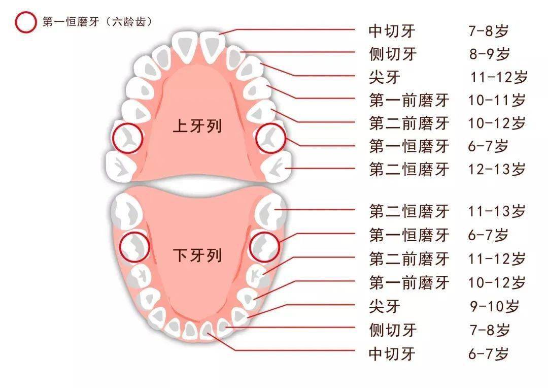 十七个月宝宝牙齿生长情况解析