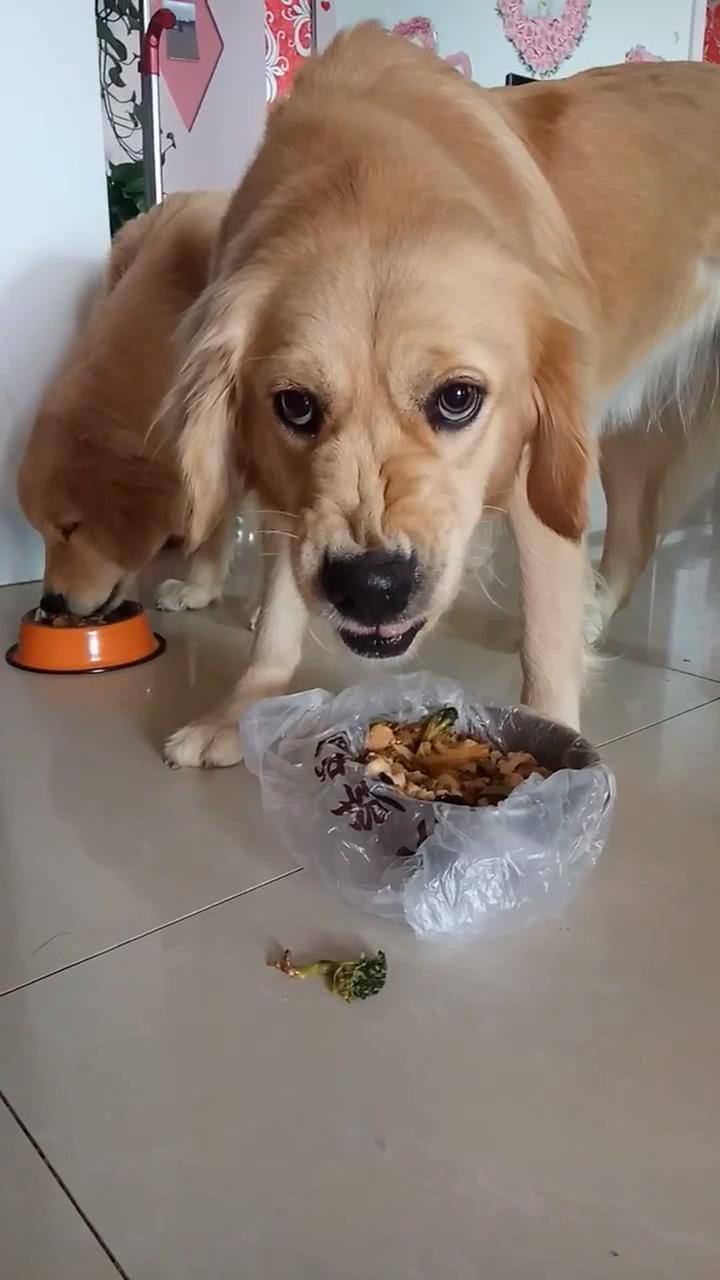 金毛犬五个月食量的探索