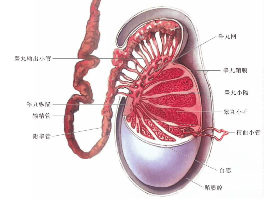 胎儿睾丸发育过程详解，几个月能看到睾丸？