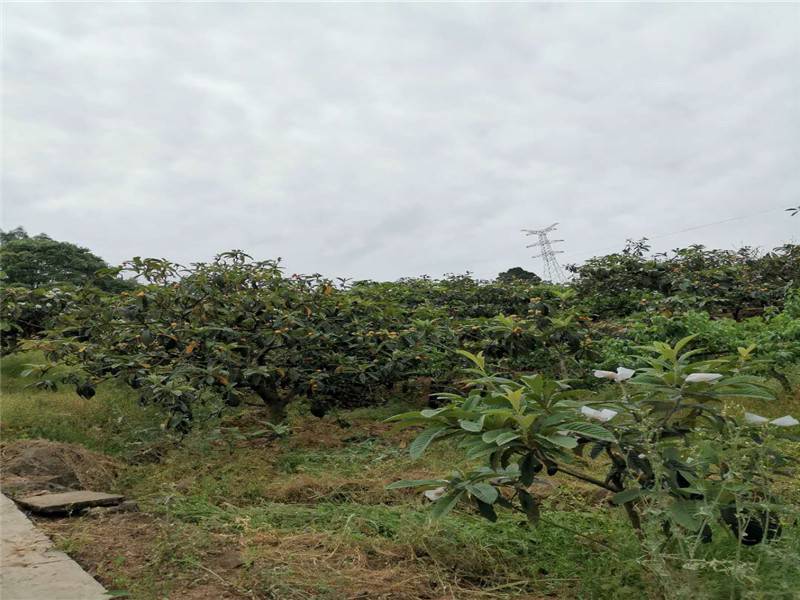 广东省枇杷基地苗木地点，探访南方枇杷产业的繁荣之源