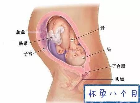 胎儿7个月发育图，揭示宝宝成长奥秘