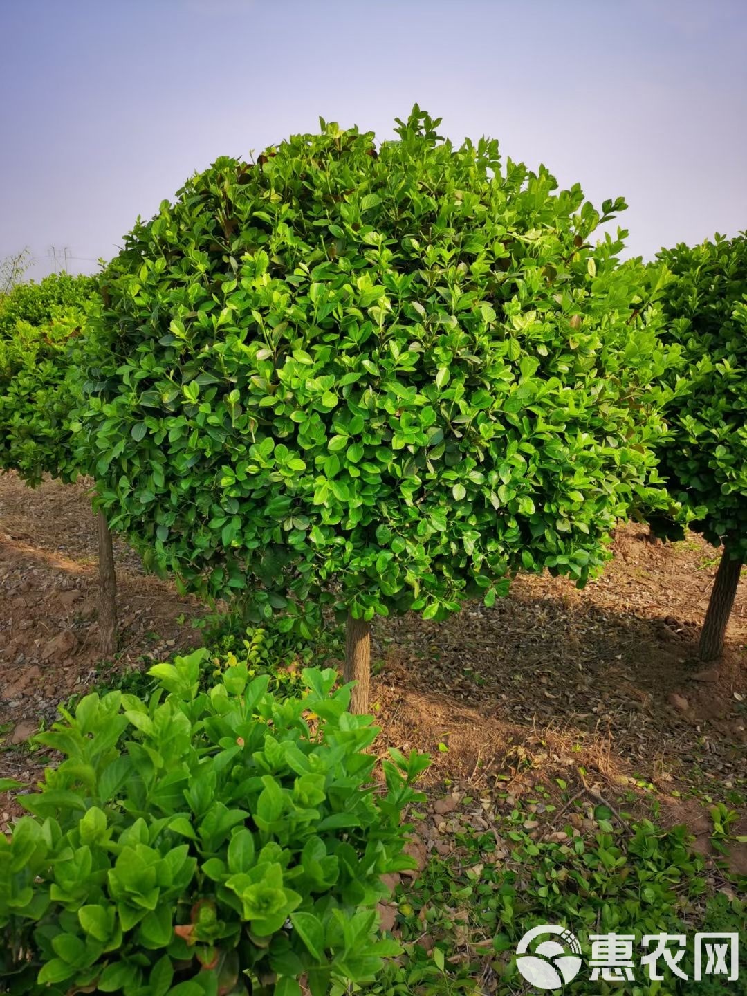 广东省卫矛球，独特的植物魅力与实用价值