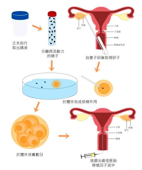 毓婷与未来，一个月后的孕育之路