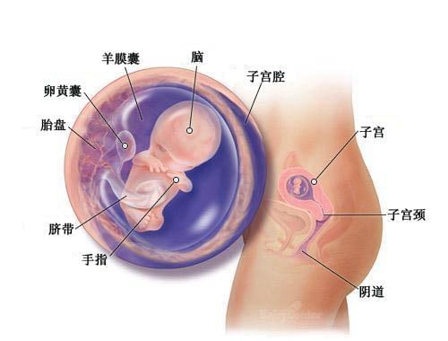 胎儿两个月的发育情况